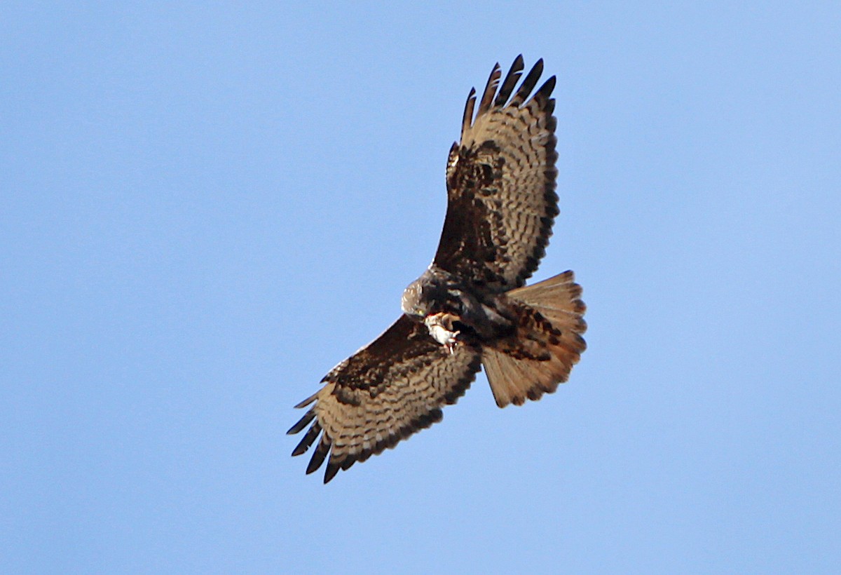 Red-tailed Hawk (Harlan's) - ML297821451