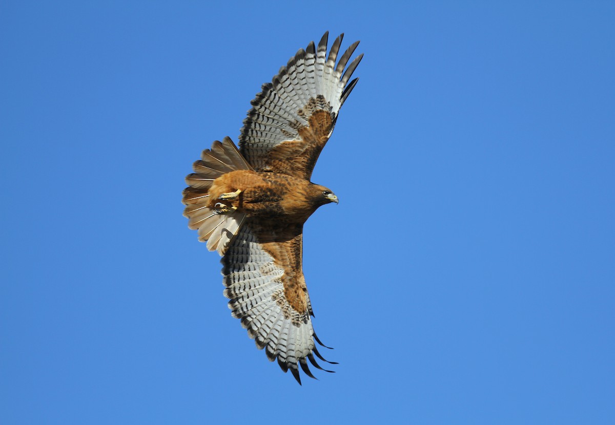 Red-tailed Hawk (calurus/alascensis) - ML297822021