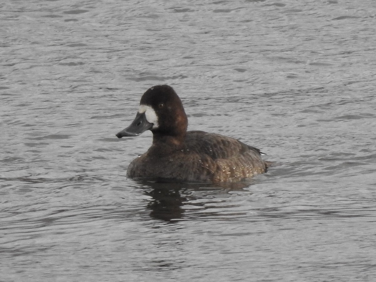 Greater Scaup - ML297822321