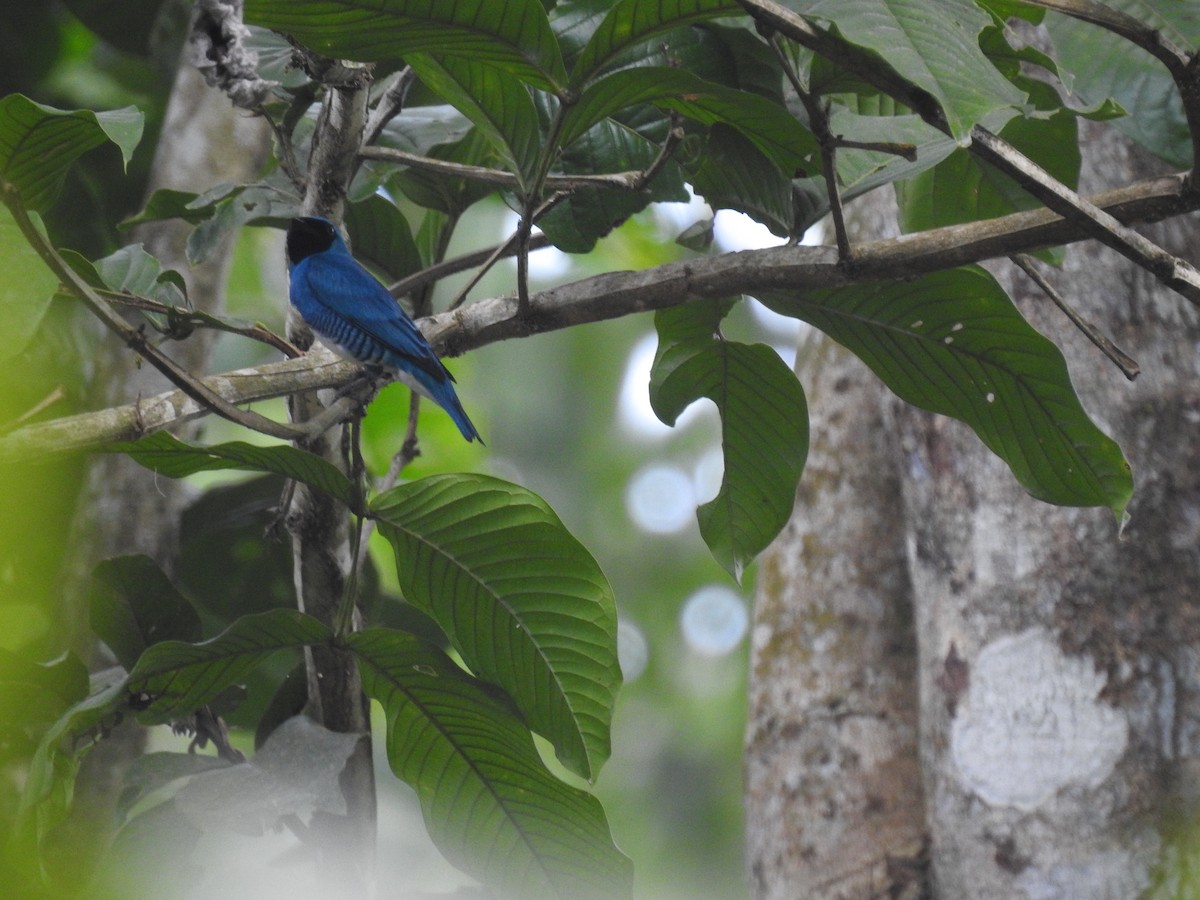 Tangara Golondrina - ML297823841