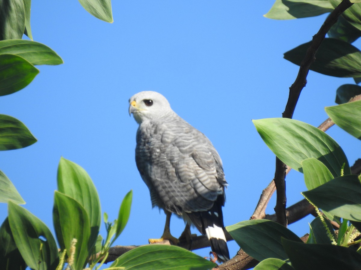 Gray-lined Hawk - ML297824431