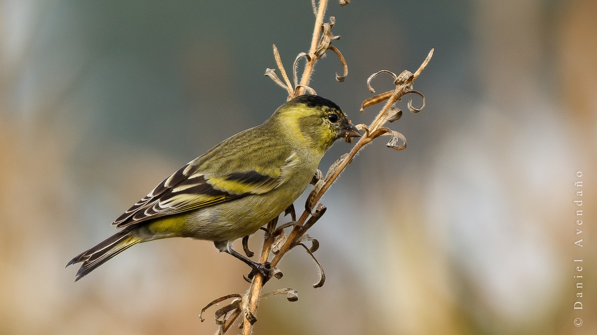 Black-chinned Siskin - Daniel Avendaño