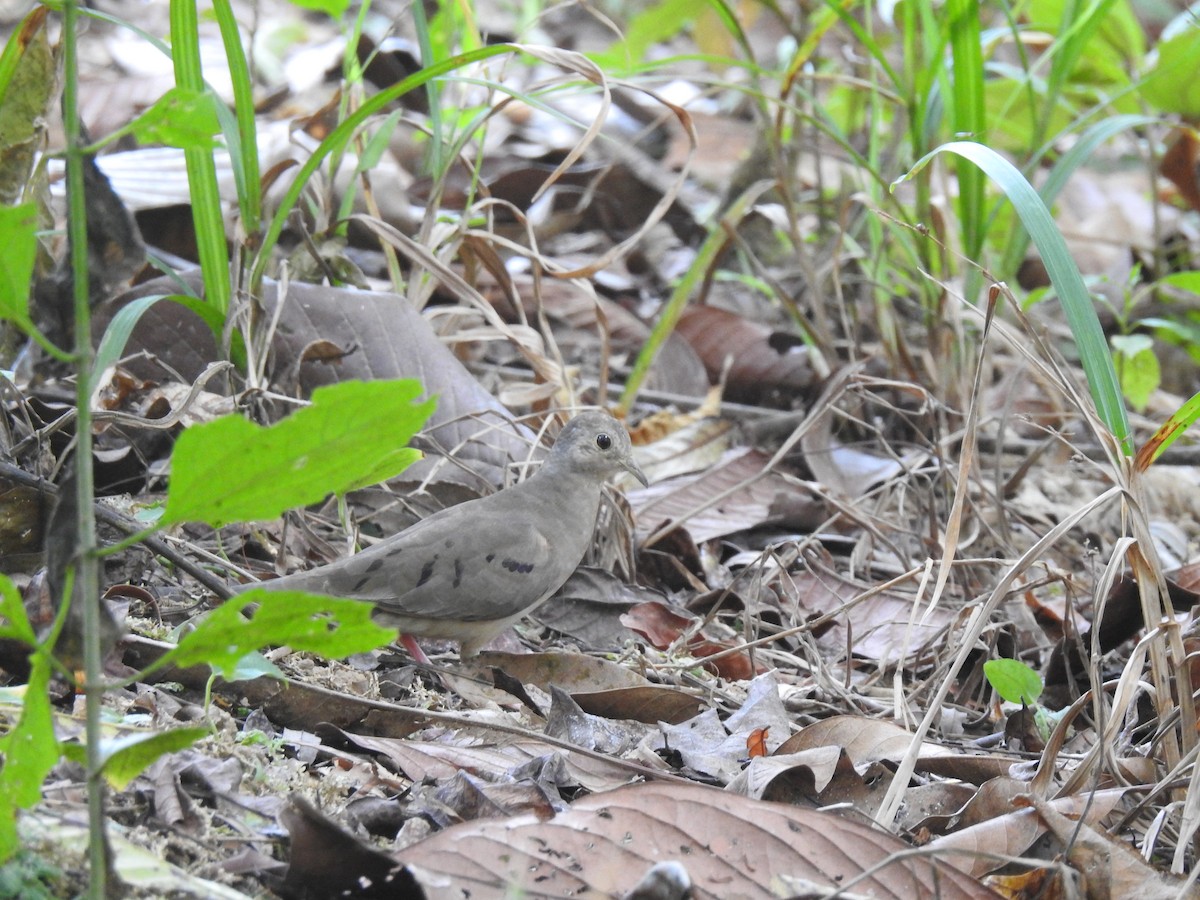 Plain-breasted Ground Dove - ML297824761