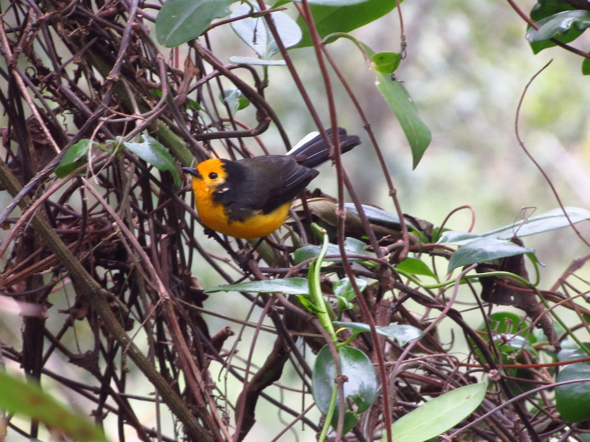 Golden-fronted Redstart - ML297825891