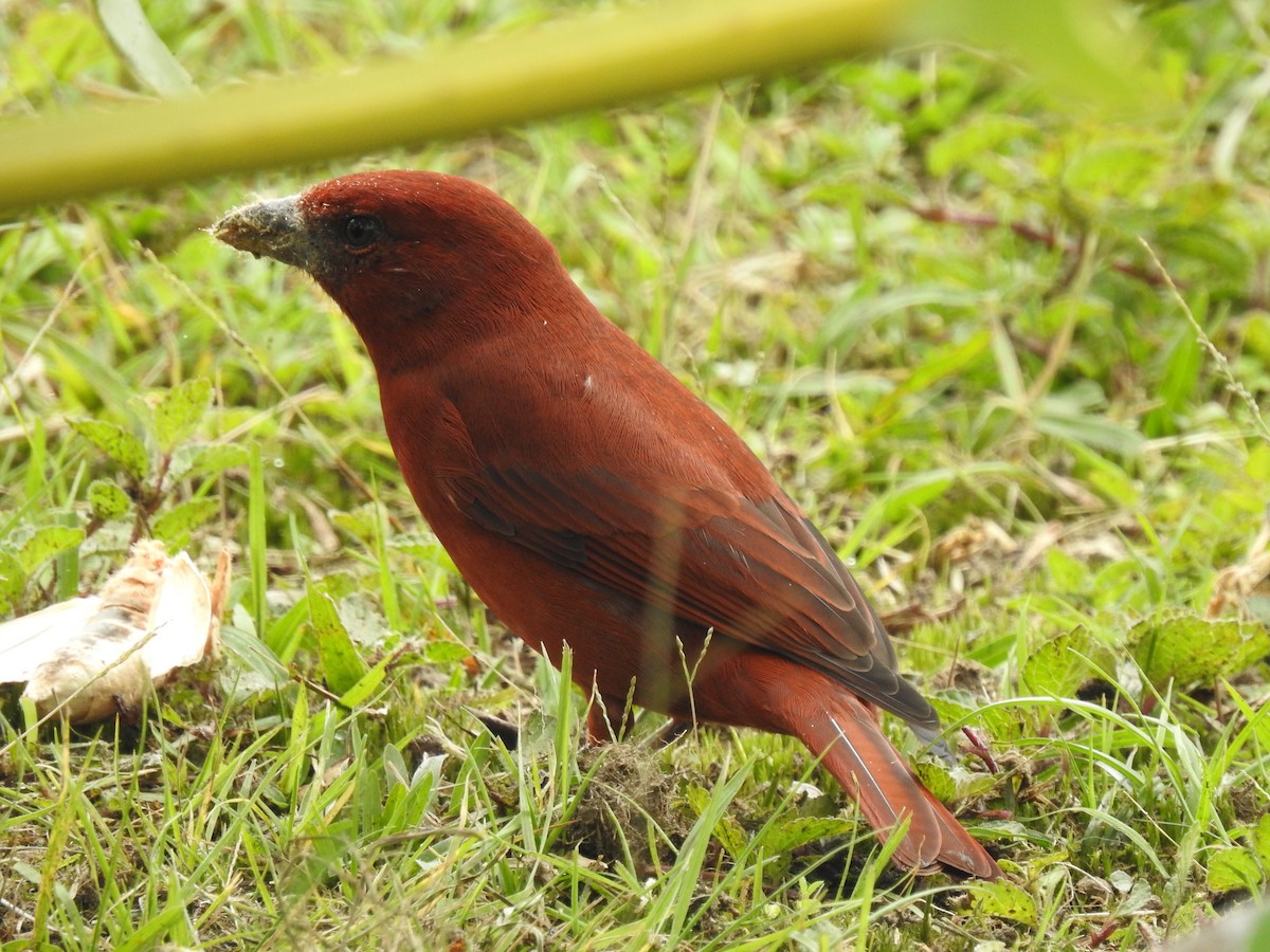 Hepatic Tanager - ML297827391