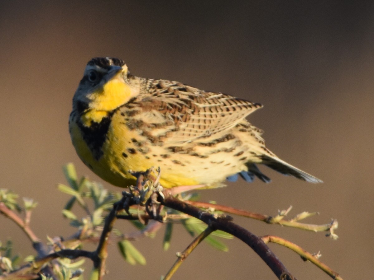Western Meadowlark - ML297827531
