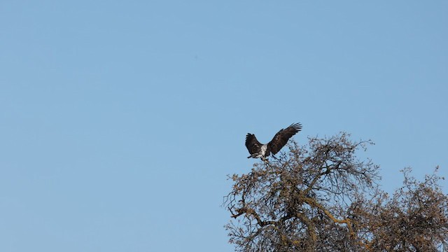 Bald Eagle - ML297827541