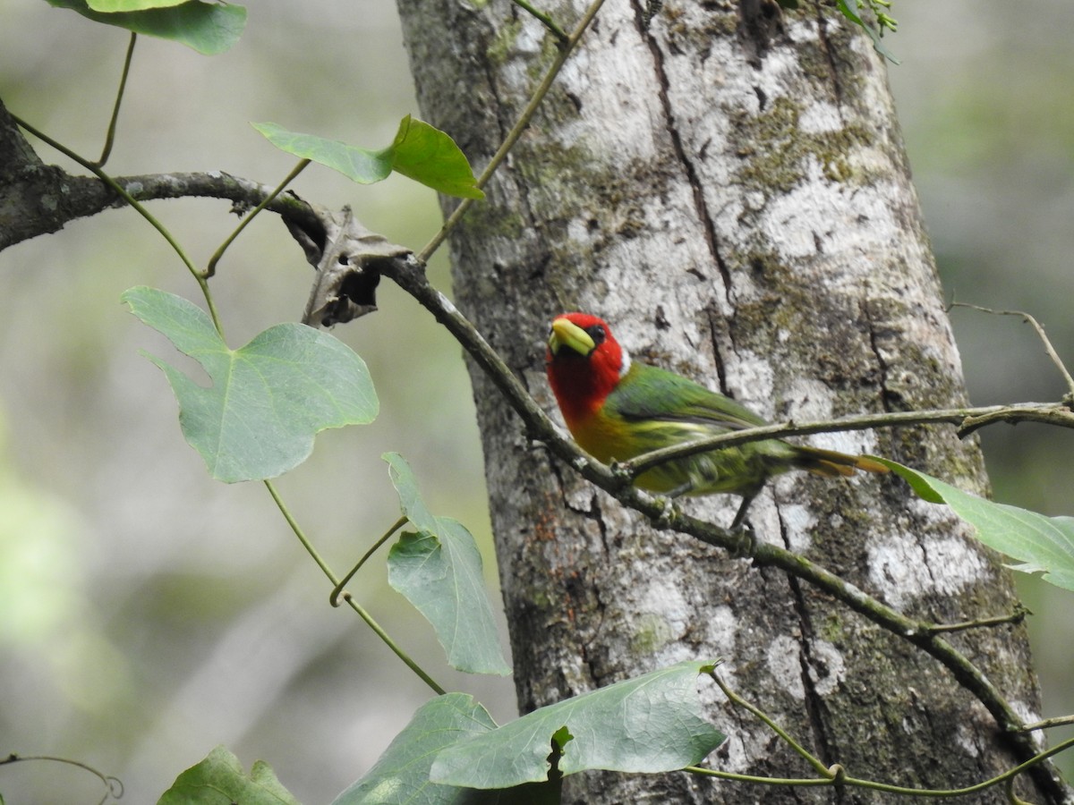 Red-headed Barbet - ML297827831