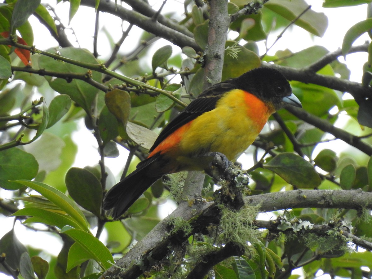 Flame-rumped Tanager - ML297828041