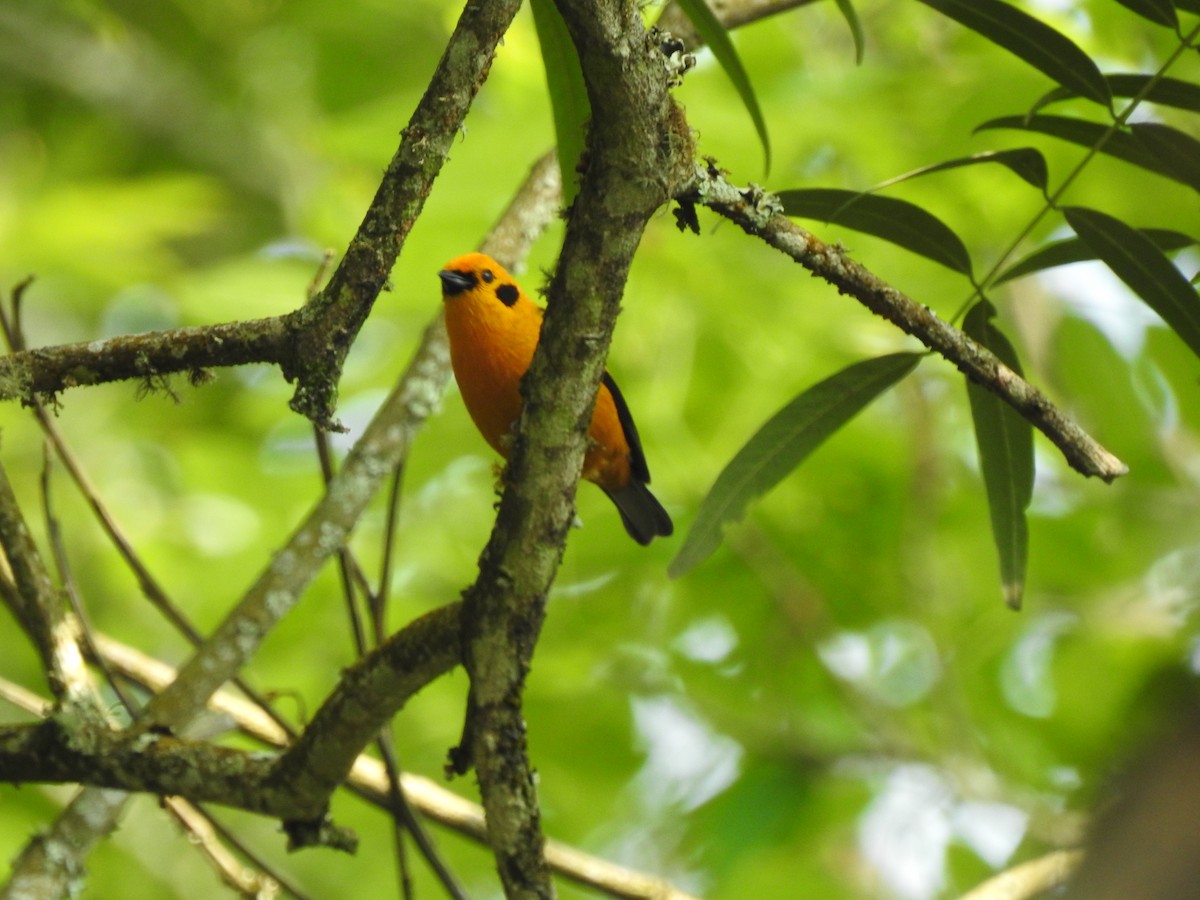 Golden Tanager - ML297828421