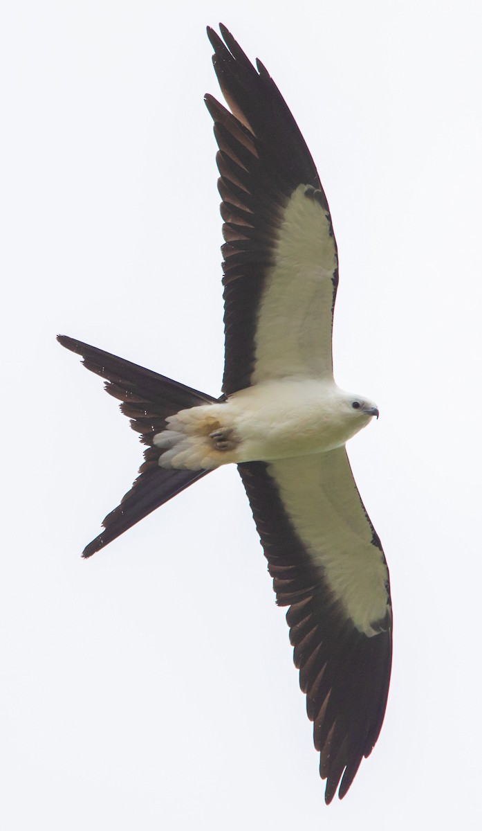 Swallow-tailed Kite - ML297828711
