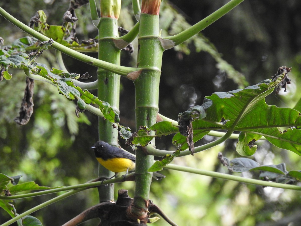 Slate-throated Redstart - ML297829441