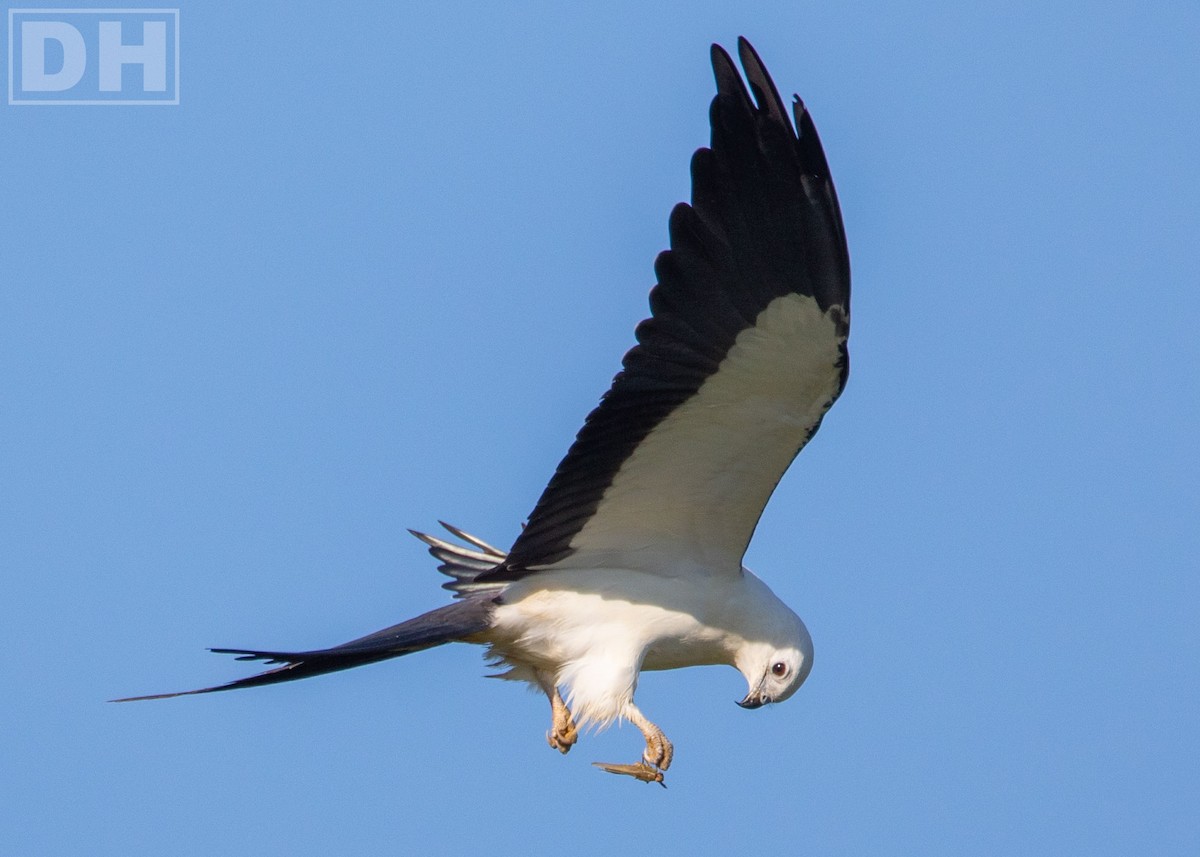 Swallow-tailed Kite - ML297829511