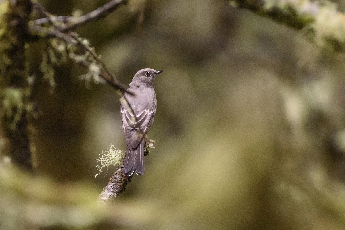 Townsend's Solitaire - ML297829841
