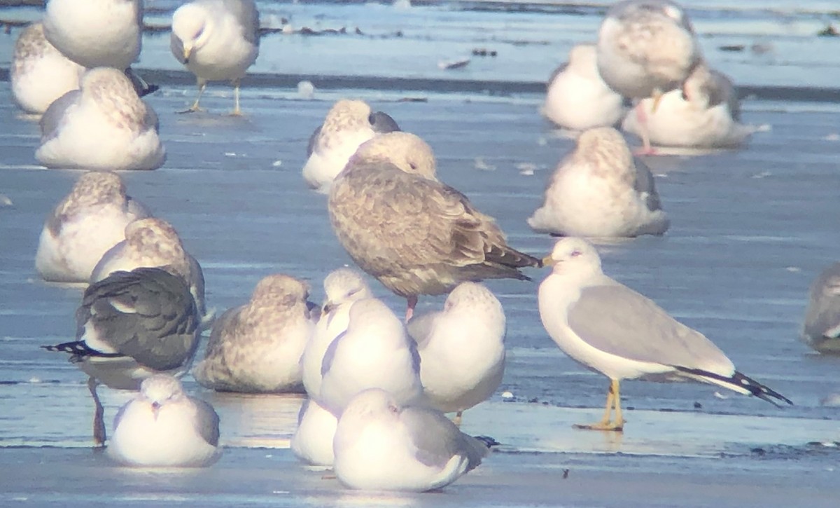 tanımsız Larus sp. - ML297833461