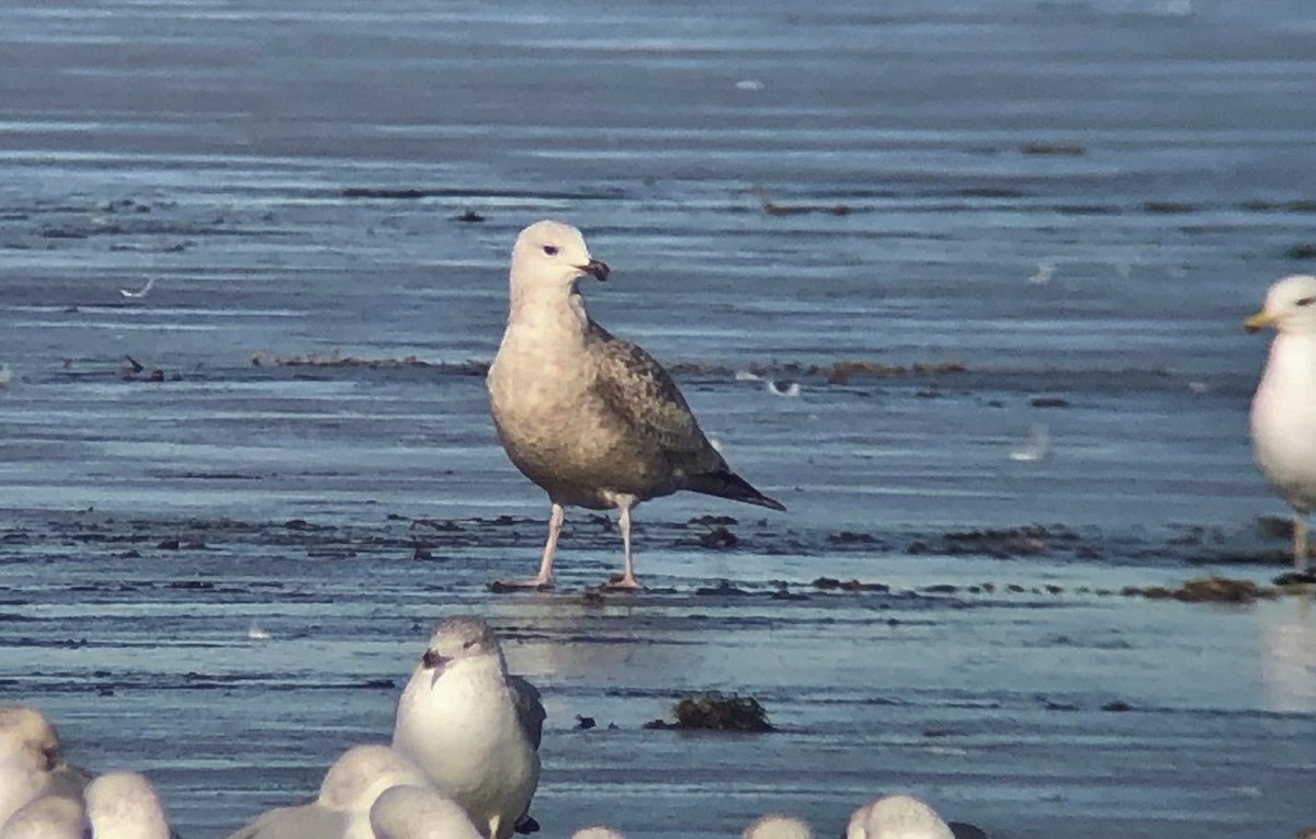 tanımsız Larus sp. - ML297833651