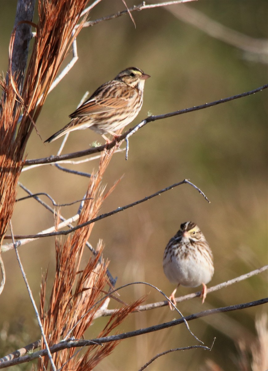 Savannah Sparrow - ML297833661