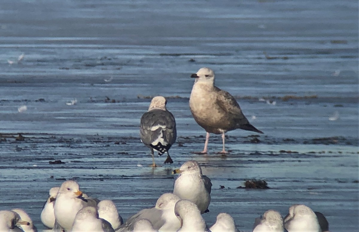 tanımsız Larus sp. - ML297833671