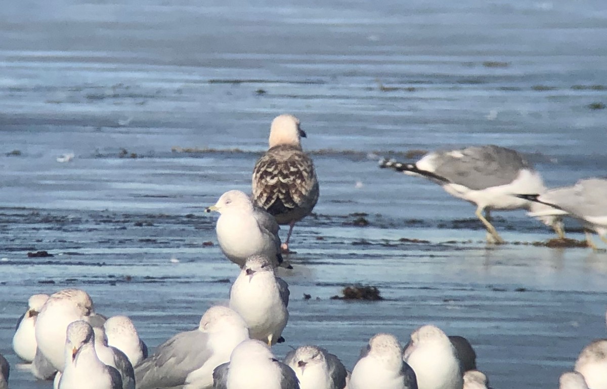 tanımsız Larus sp. - ML297833681