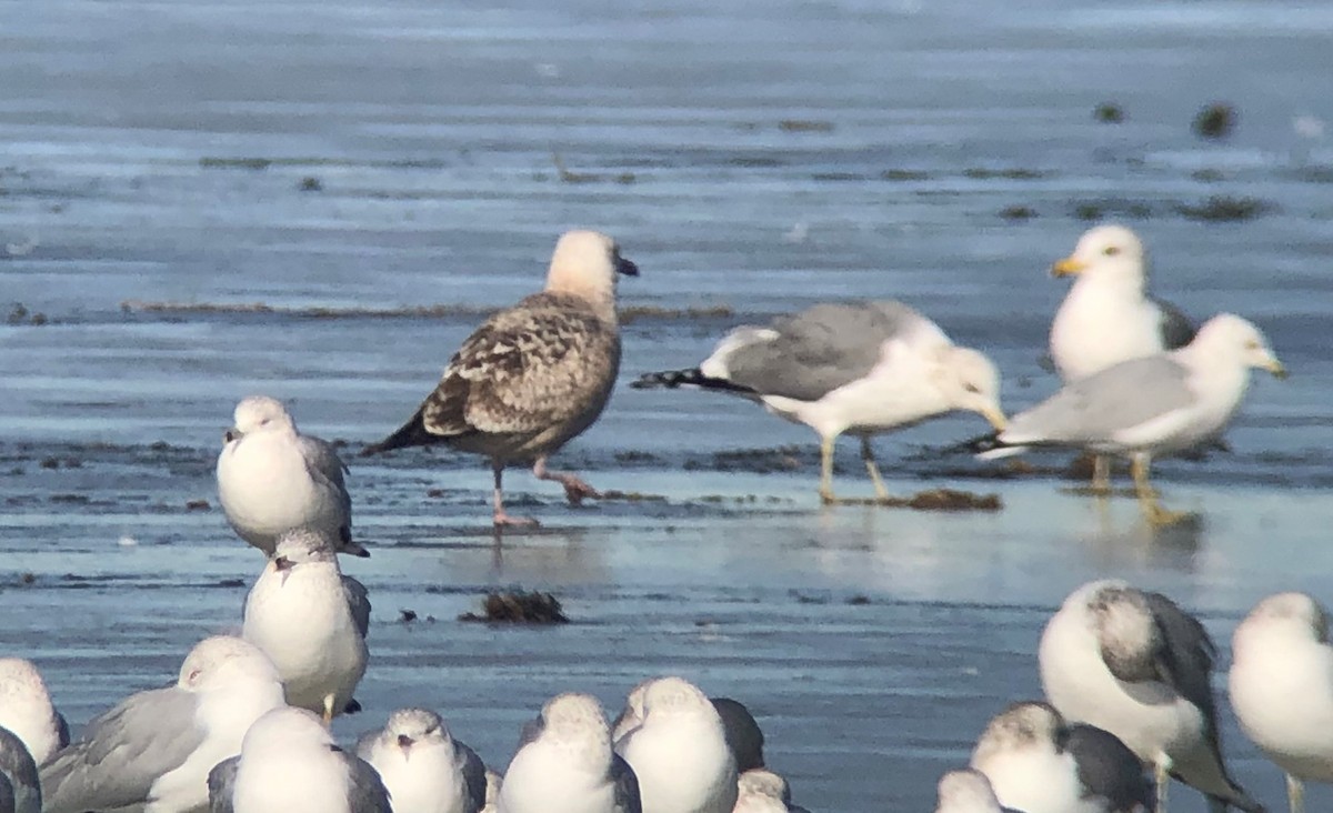 tanımsız Larus sp. - ML297833691