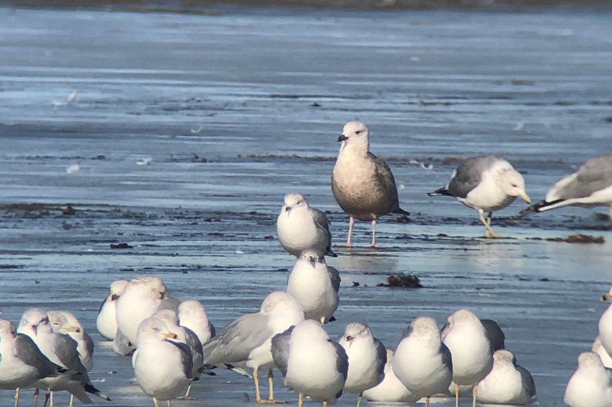 tanımsız Larus sp. - ML297833711