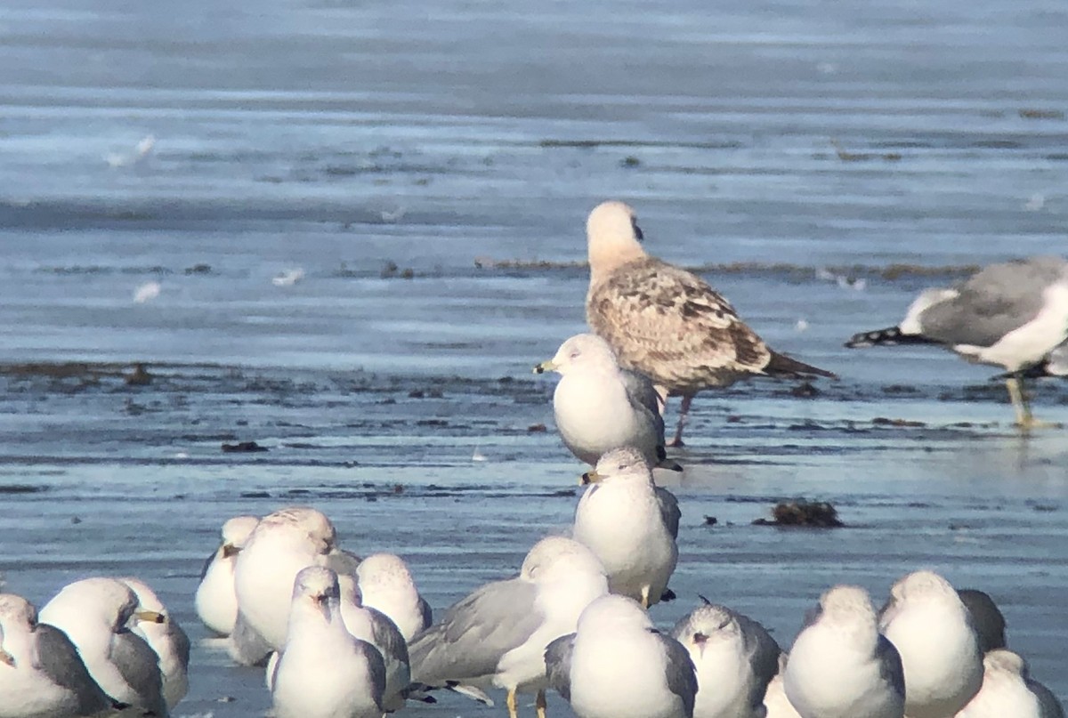 tanımsız Larus sp. - ML297833721