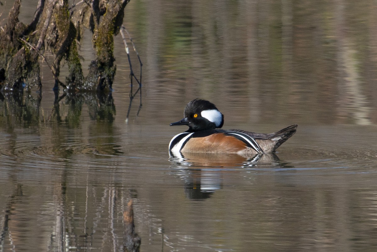 Hooded Merganser - ML297833921