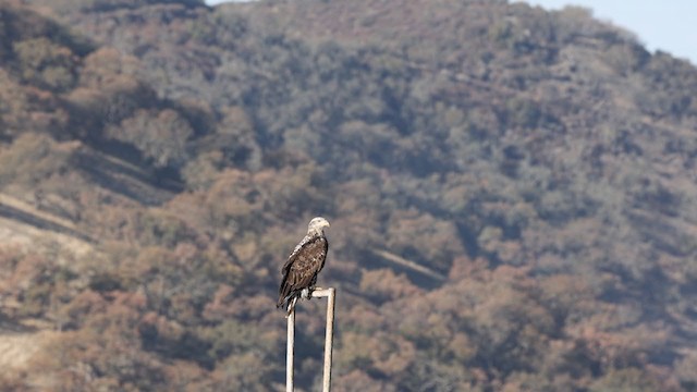 Bald Eagle - ML297834201