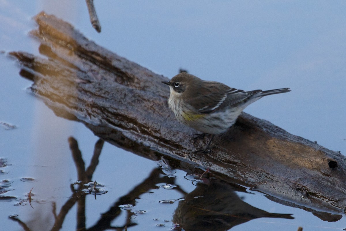 Yellow-rumped Warbler - Ryan Trenkamp