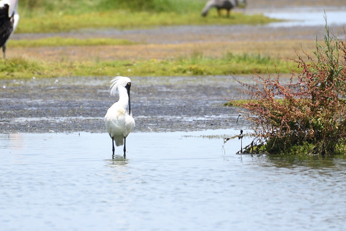 Royal Spoonbill - ML297834271