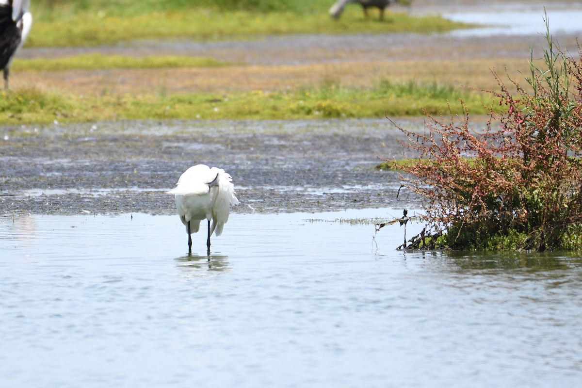 Royal Spoonbill - ML297834301