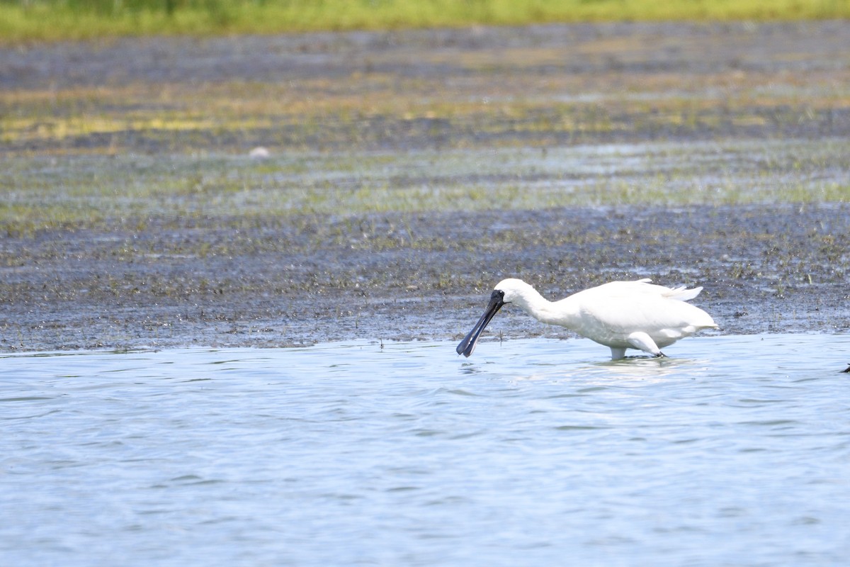 Royal Spoonbill - ML297834311