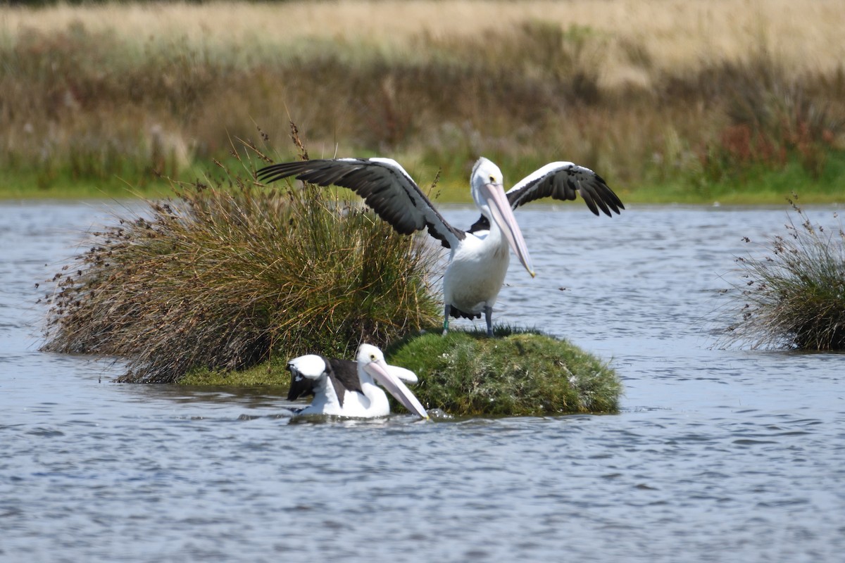 Australian Pelican - ML297834481