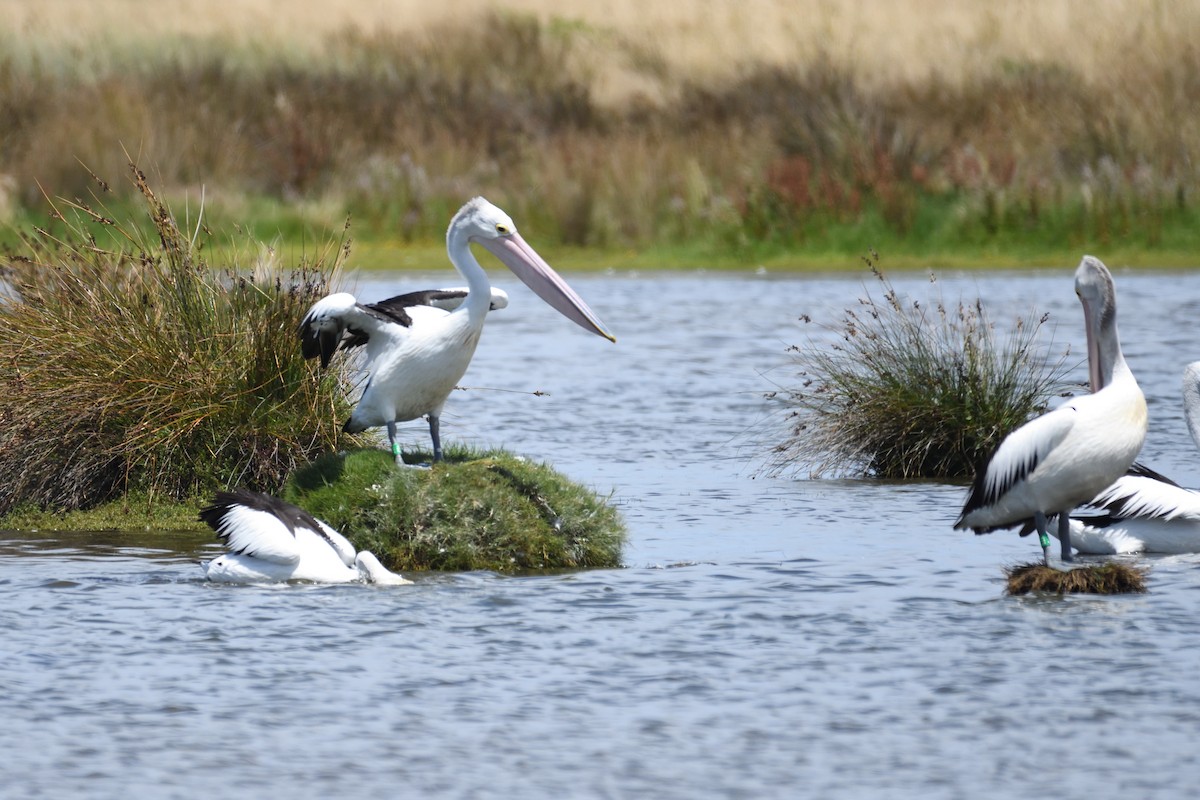 Australian Pelican - ML297834491