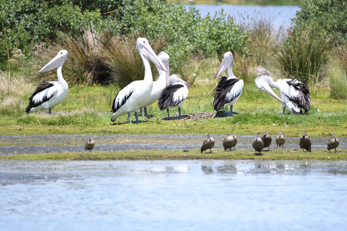 Australian Pelican - ML297834501