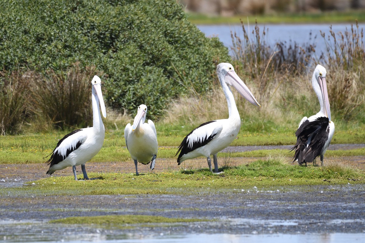 Australian Pelican - ML297834511