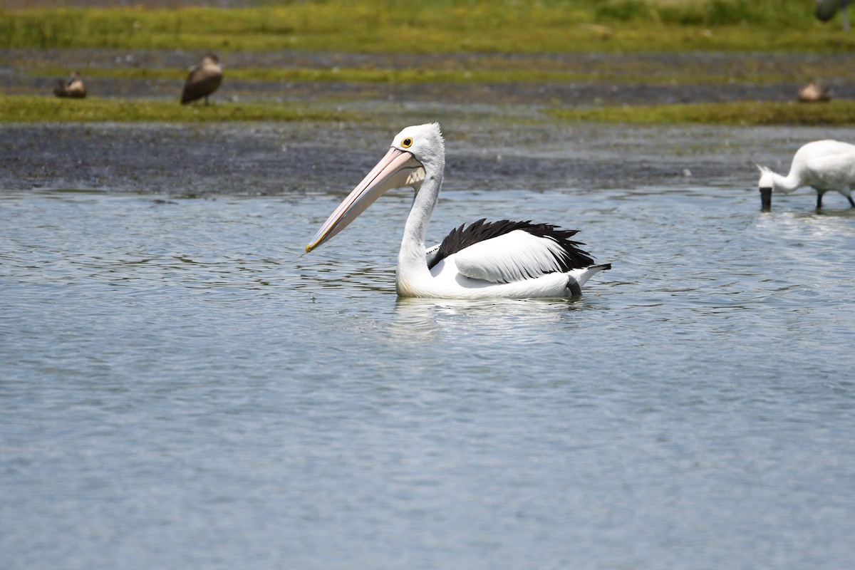 Australian Pelican - ML297834521