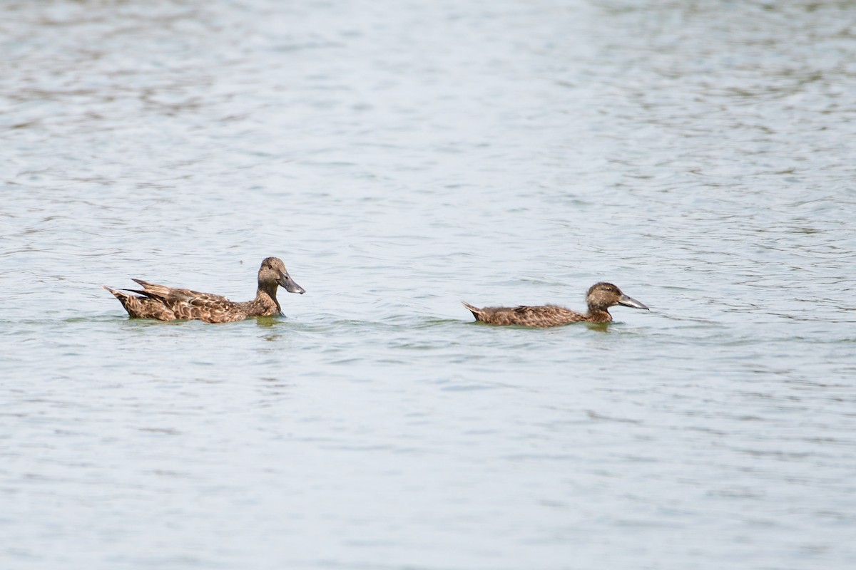 Australasian Shoveler - ML297834541