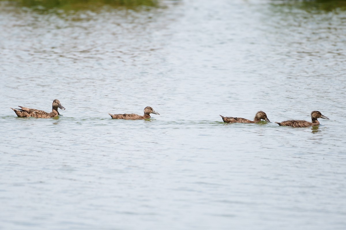 Australasian Shoveler - ML297834571