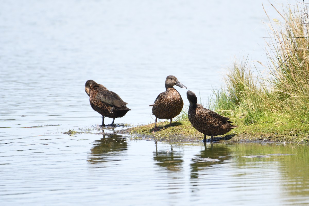 Australasian Shoveler - ML297834591