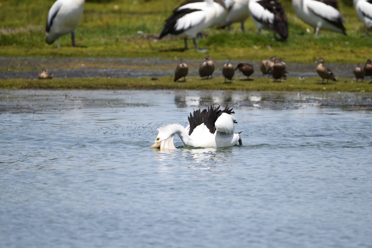 Australian Pelican - ML297834601