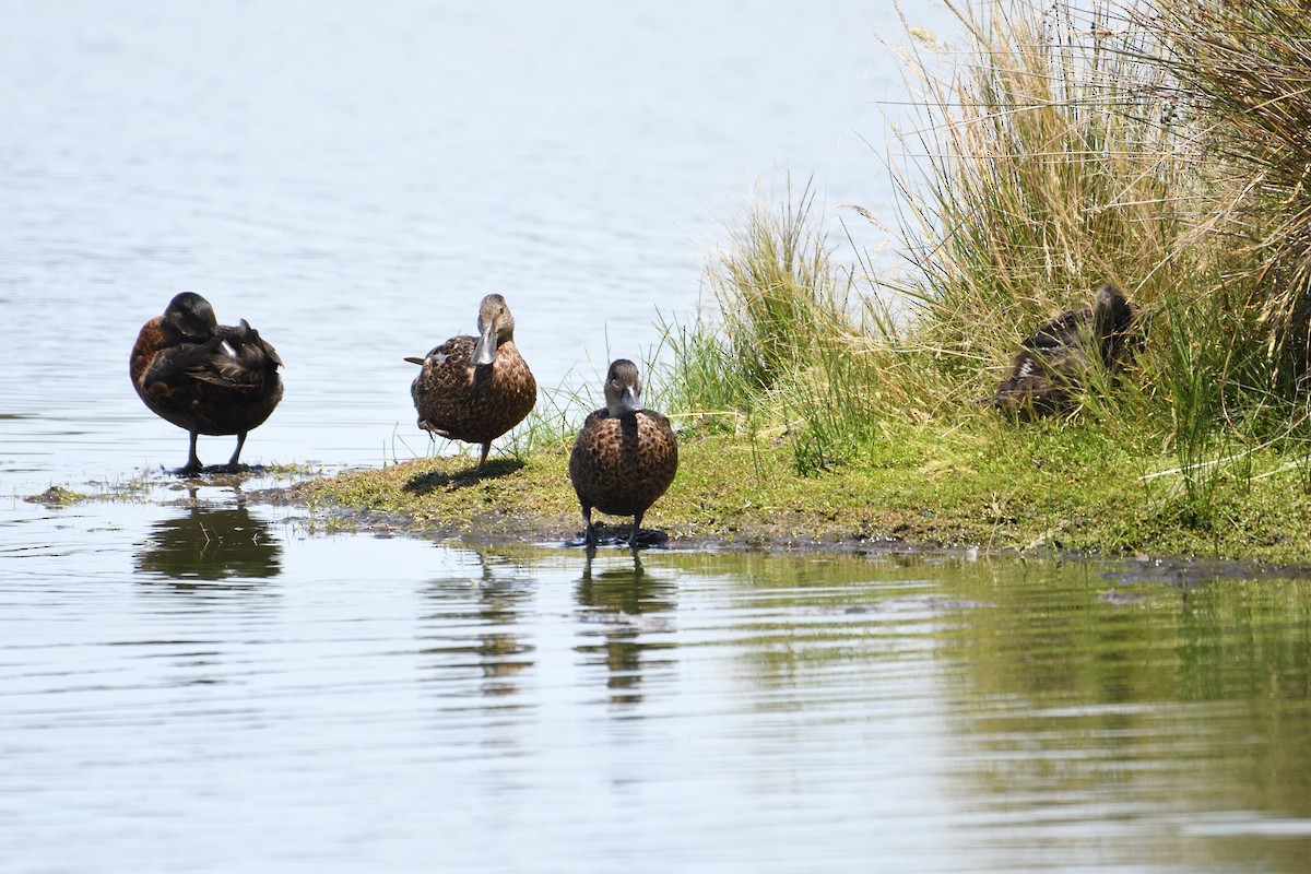 Australasian Shoveler - ML297834611