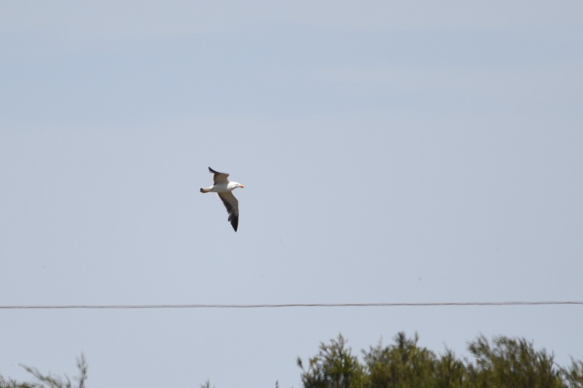 Silver Gull - ML297834661