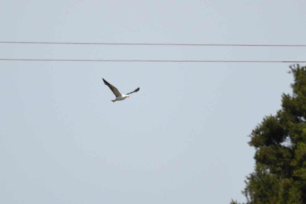 Silver Gull - ML297834671