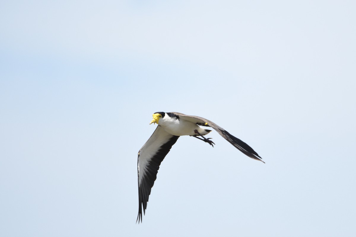 Masked Lapwing - ML297834811