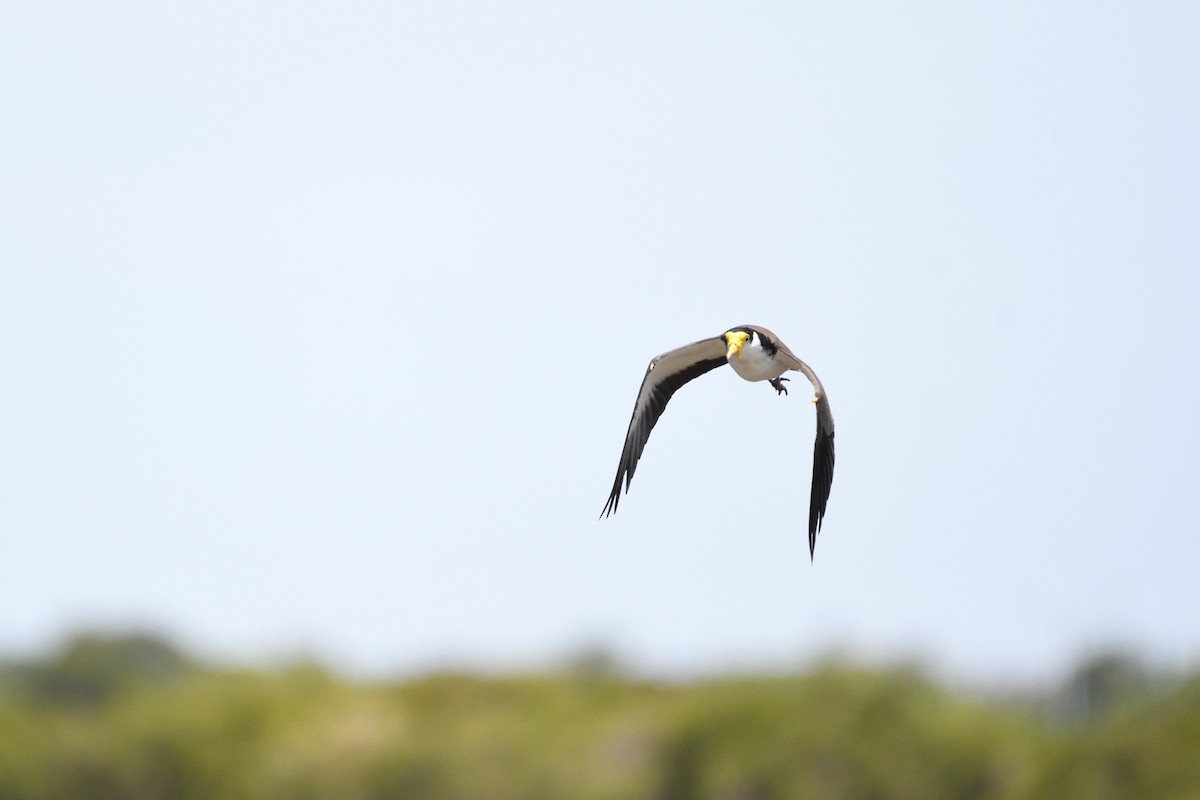 Masked Lapwing - ML297834821