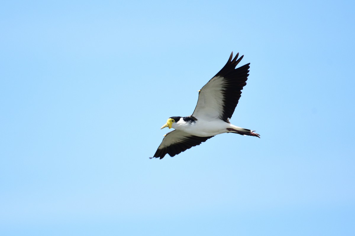 Masked Lapwing - ML297834861