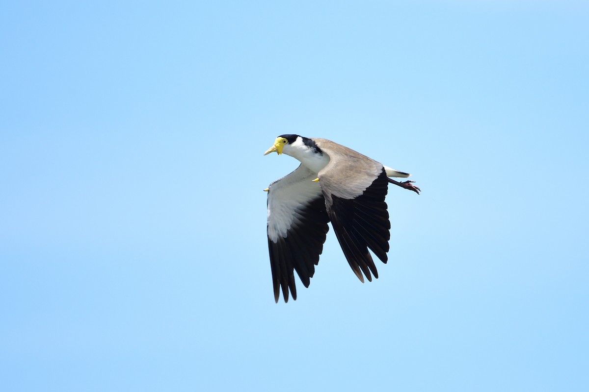 Masked Lapwing - ML297834871