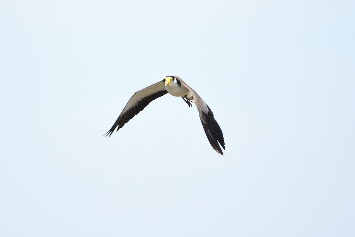 Masked Lapwing - ML297834881