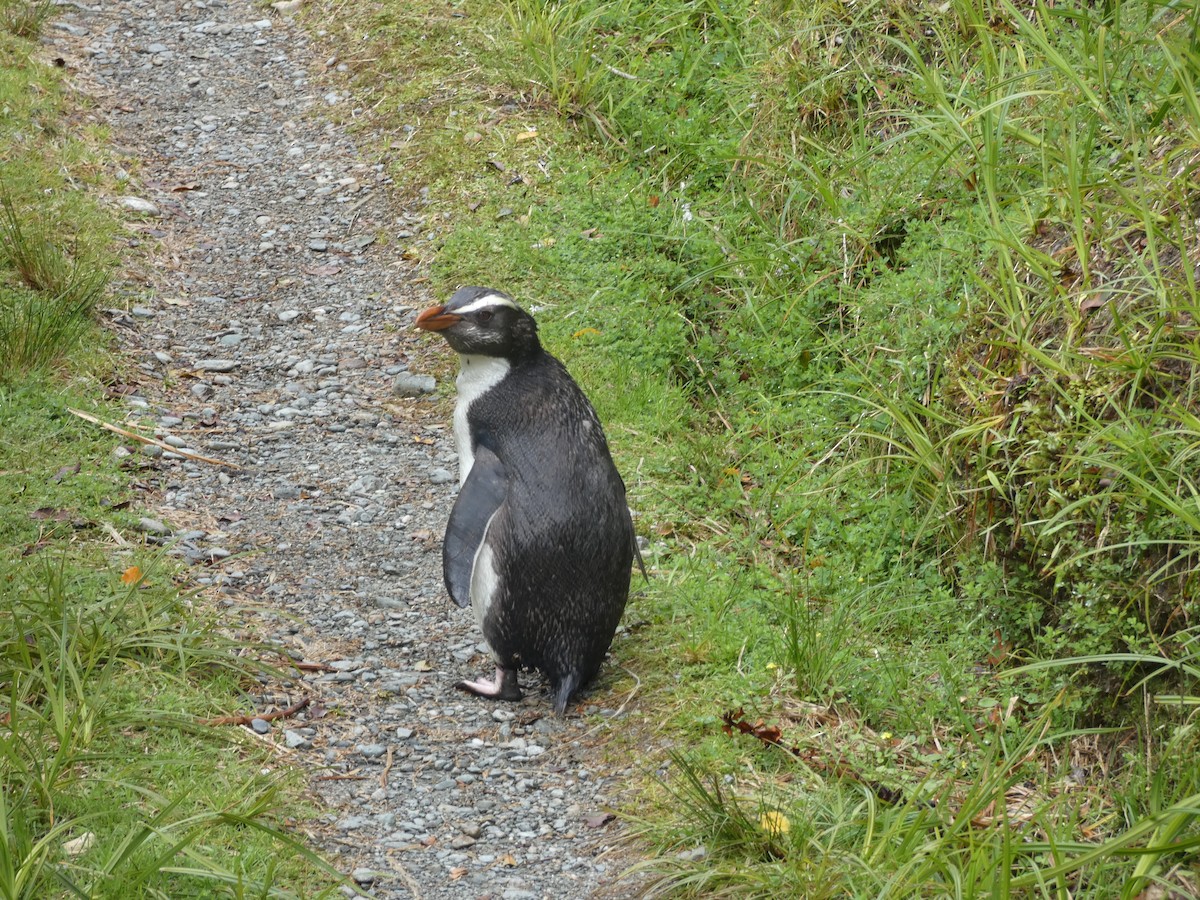 Fiordland Penguin - ML297834921